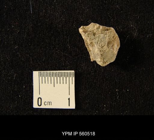 undet. Bryozoa