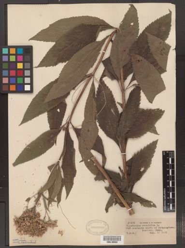 Eupatorium maculatum