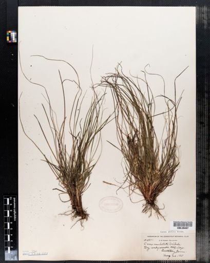 Carex umbellata