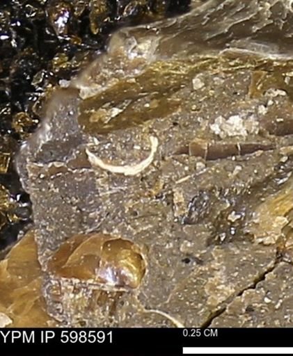 undet. Bivalvia