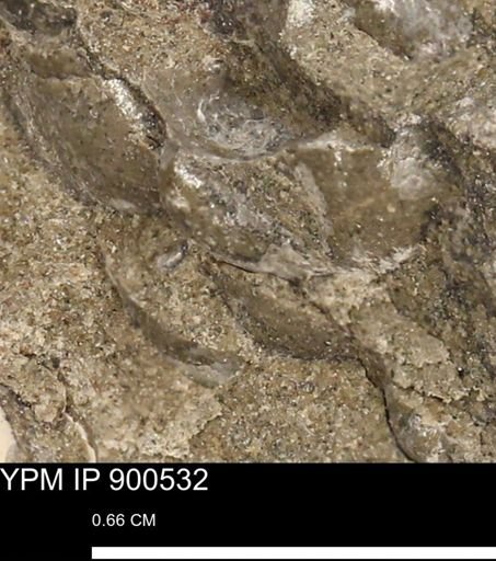 Anomia gryphorhyncha