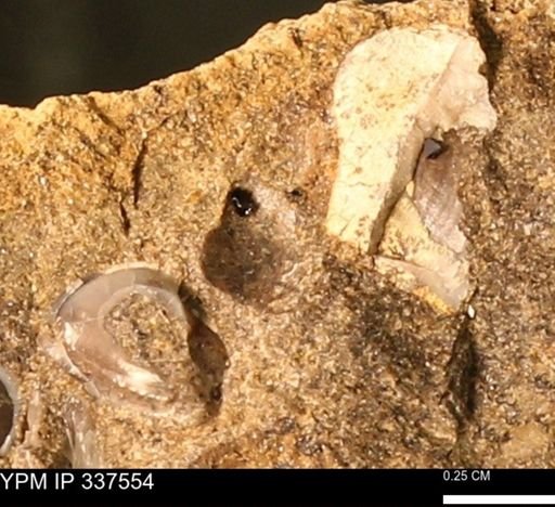 undet. Mollusca