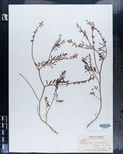 Astragalus
