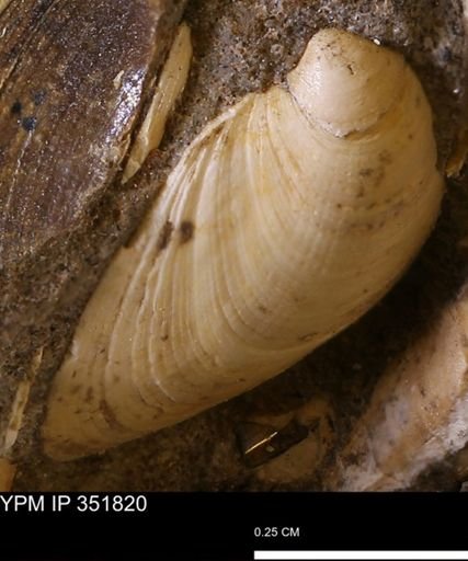 Limopsis striatopunctatus