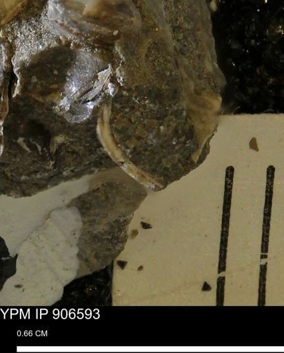 undet. Mollusca