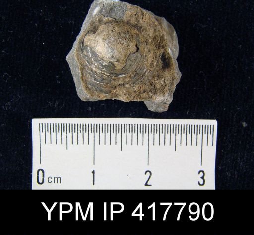 Orbiculoidea sp.