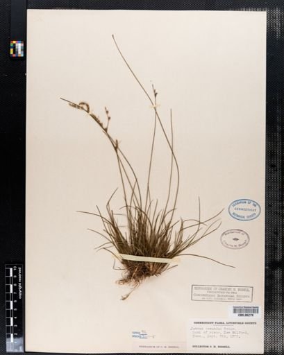 Juncus secundus