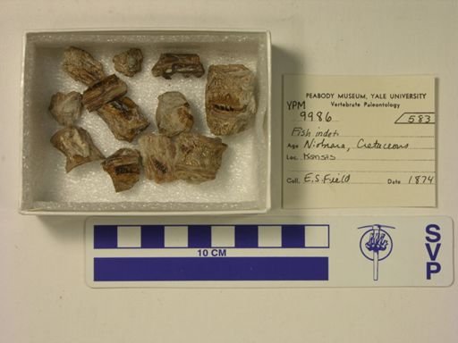 undet. Actinopterygii