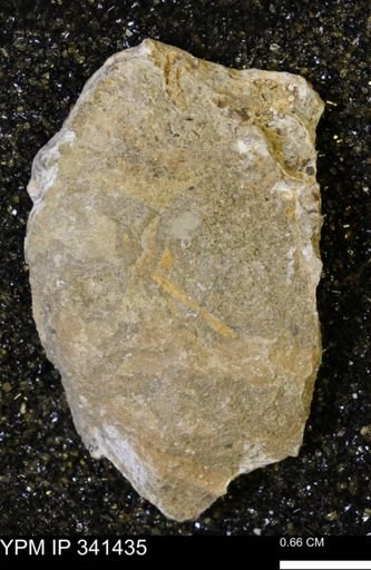 Scaphites sp.