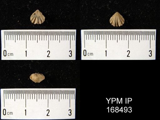 Rhynchonella sp.