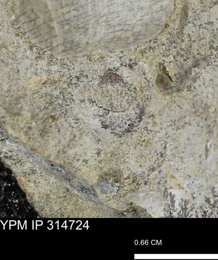 undet. Bivalvia