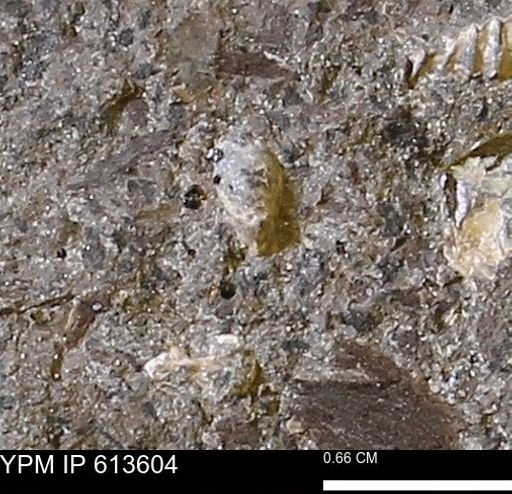 Scaphites sp.