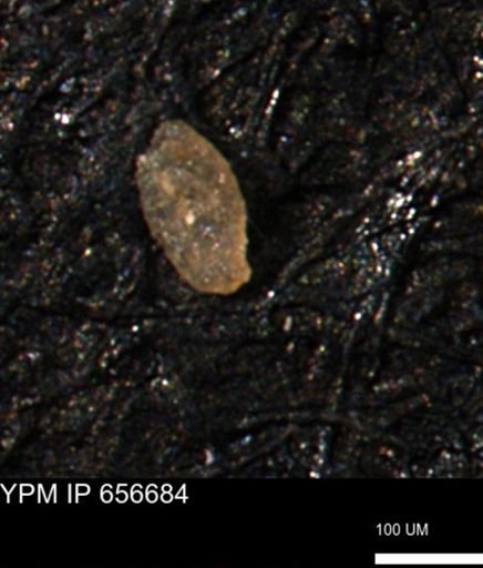 Miliammina manitobensis