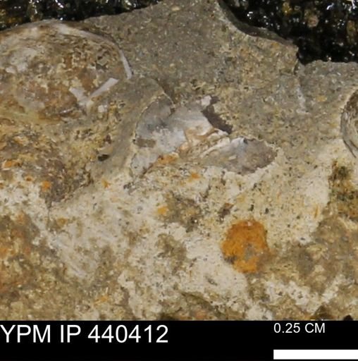 Protocardia subquadrata