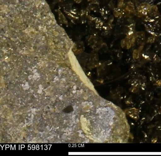 Limopsis striatopunctatus