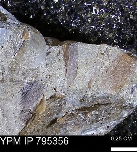 undet. Mollusca