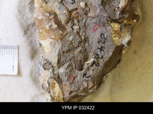 undet. Scaphitidae