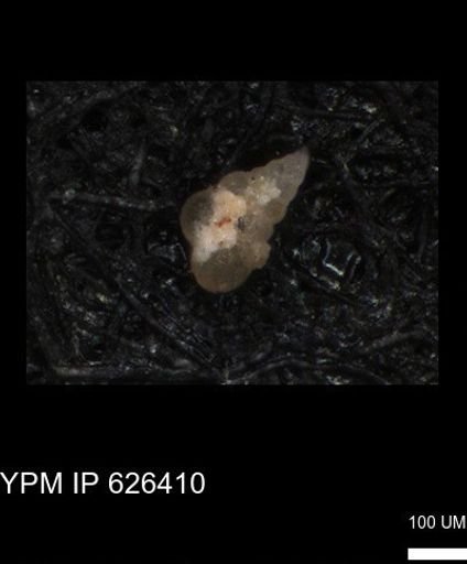 Heterohelicidae
