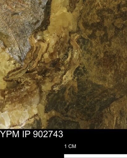 undet. Mollusca