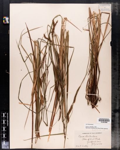 Carex stricta