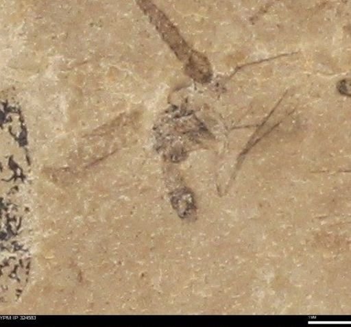undet. Diptera