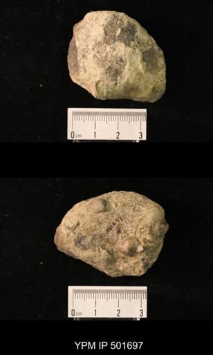 Marginifera splendens
