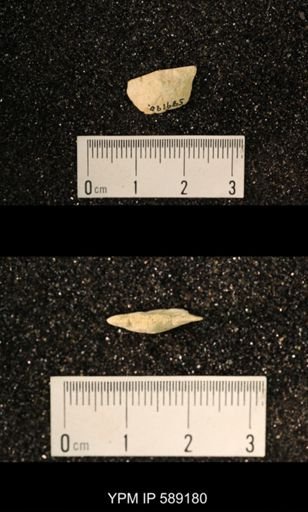 Sowerbyella sp.