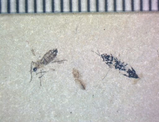 undet. Hymenoptera