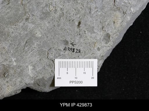 Devonochonetes sp.