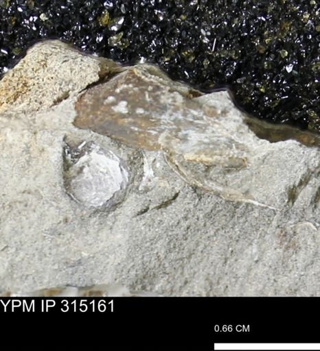 undet. Scaphitidae