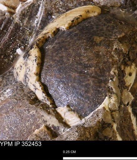 undet. Bivalvia