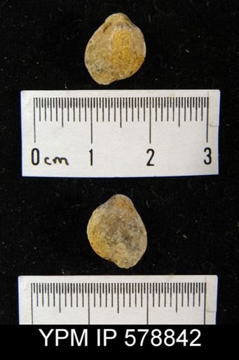 Dielasma turgida