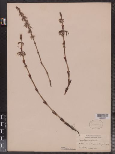 Equisetum sylvaticum