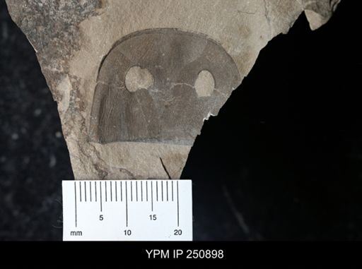Eurypterida