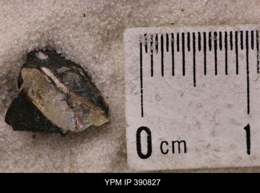 undet. Scaphitidae