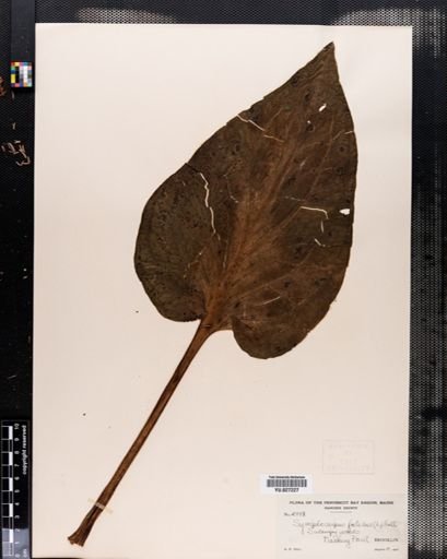 Symplocarpus foetidus