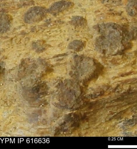 Teredo sp.