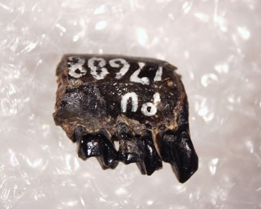 Tetonius homunculus