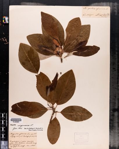 Magnolia virginiana