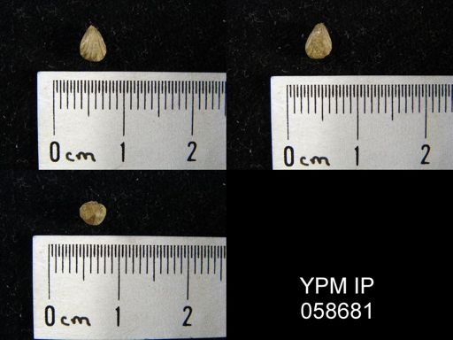 Camarotoechia bialocata