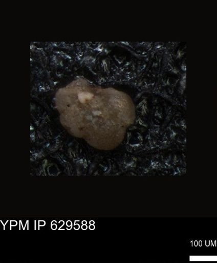 undet. Foraminiferida