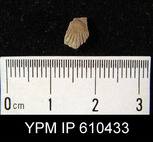 Camarotoechia sp.