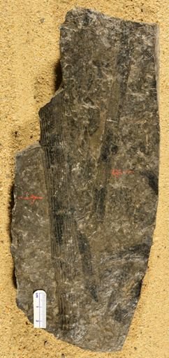 Calamites cistii