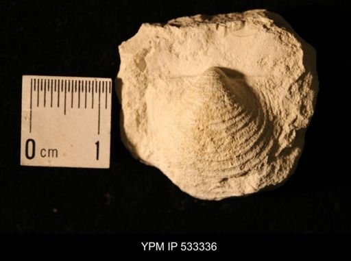 Echinoconchus sp.