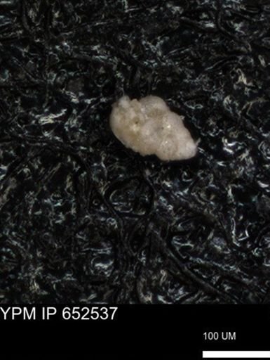 undet. Foraminiferida