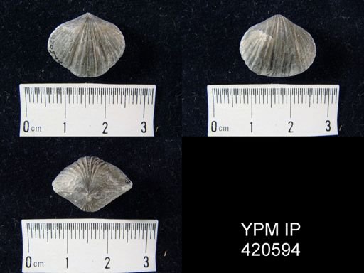 Camarotoechia sp.
