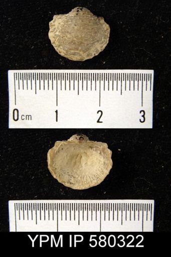 Productella sp.