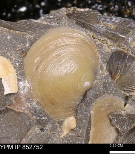 Limopsis striatopunctatus