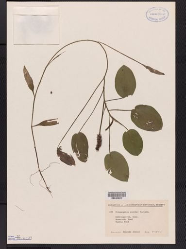 Potamogeton pulcher