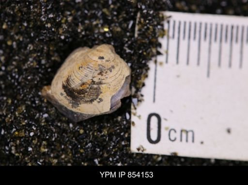 Limopsis striatopunctatus